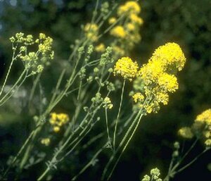 Thalictrum flavum P9