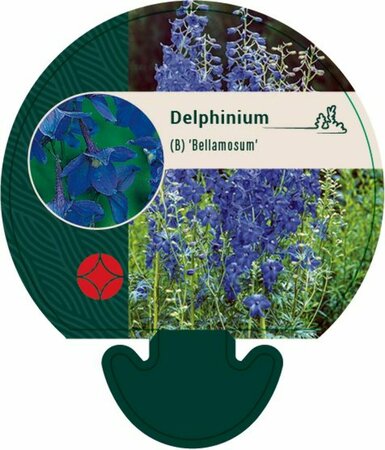 Delphinium (B) 'Bellamosum' P9 - afbeelding 1