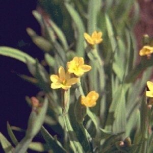 Sisyrinchium californicum P9 - afbeelding 2