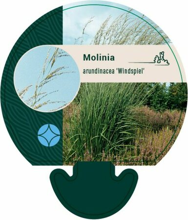 Molinia arundinacea 'Windspiel' P9 - afbeelding 3