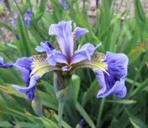 Iris setosa P9