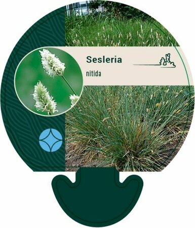 Sesleria nitida P9