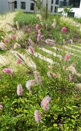 Sanguisorba obtusa P9 - afbeelding 2