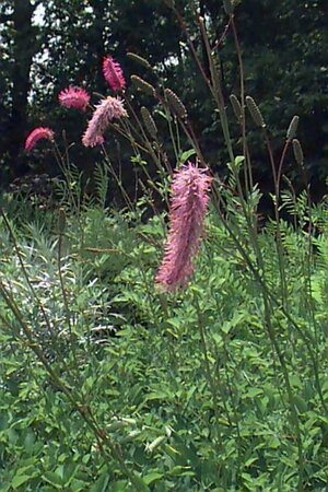 Sanguisorba obtusa P9 - afbeelding 1