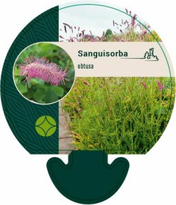 Sanguisorba obtusa P9 - afbeelding 3