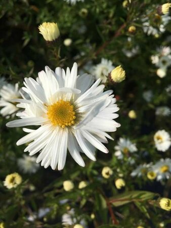 Aster novae-belgii 'White Ladies' P9 - afbeelding 4