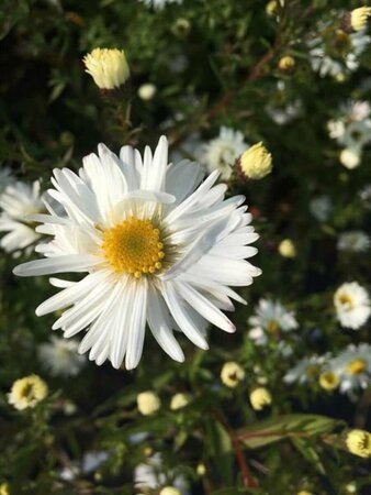 Aster novae-belgii 'White Ladies' P9 - afbeelding 6