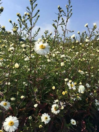 Aster novae-belgii 'White Ladies' P9 - afbeelding 7