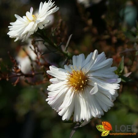 Aster novae-belgii 'White Ladies' P9 - afbeelding 1