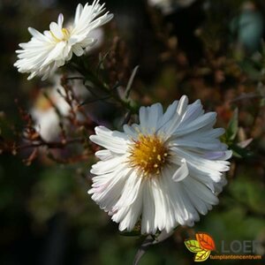 Aster novae-belgii 'White Ladies' P9 - afbeelding 1