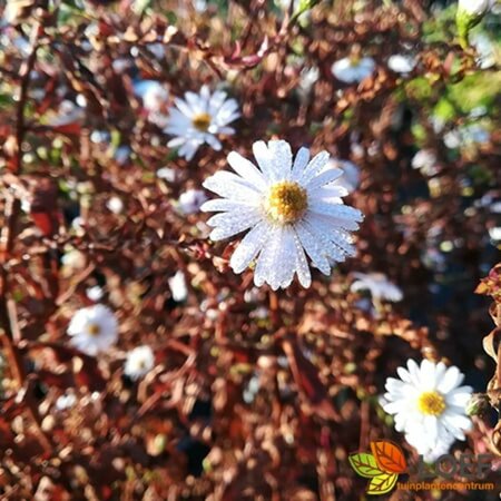 Aster novae-belgii 'White Ladies' P9 - afbeelding 2