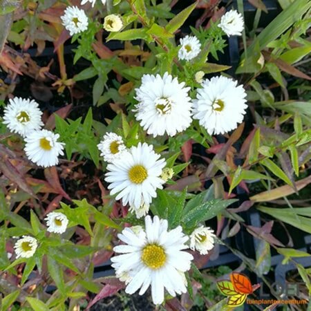 Aster novae-belgii 'White Ladies' P9 - afbeelding 3