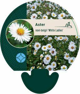 Aster novae-belgii 'White Ladies' P9 - afbeelding 5