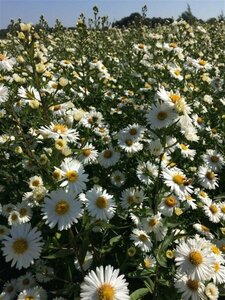 Aster novae-belgii 'White Ladies' P9 - afbeelding 8