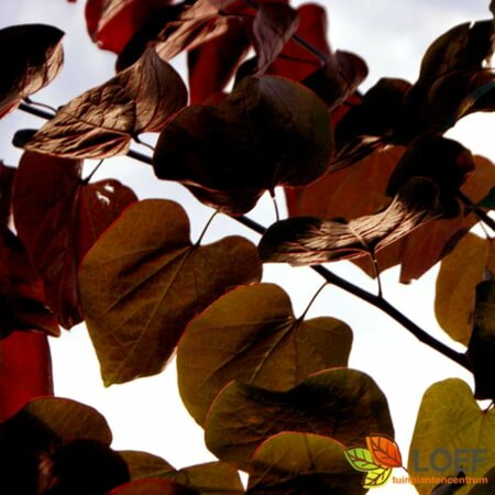 Cercis canadensis 'Forest Pansy' 225/250 C. - afbeelding 2