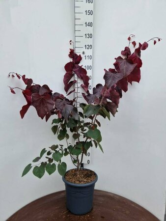 Cercis canadensis 'Forest Pansy' 225/250 C. - afbeelding 4