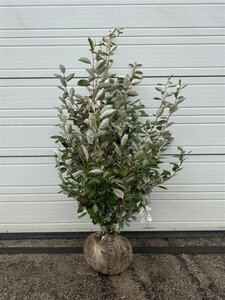 Elaeagnus ebbingei Leischerm 120 x 180 C. - afbeelding 4