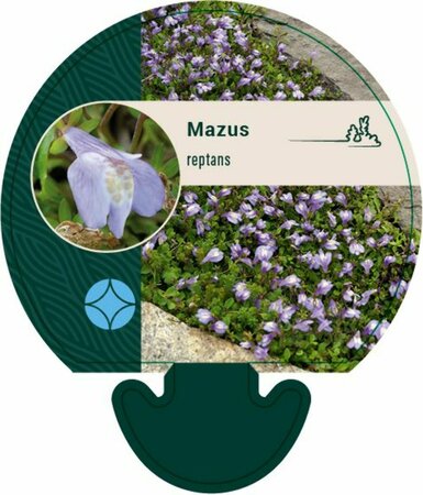 Mazus reptans P9 - afbeelding 1