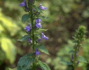 Lobelia siphilitica P9 - afbeelding 1