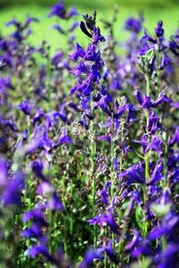 Lobelia siphilitica P9 - afbeelding 2