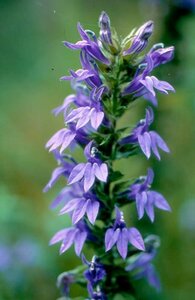 Lobelia siphilitica P9 - afbeelding 3