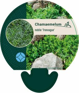 Chamaemelum nobile 'Treneague' P9 - afbeelding 2