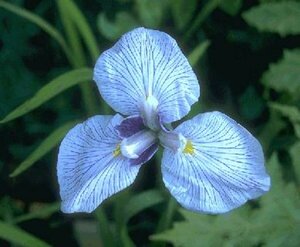 Iris ensata P9 - afbeelding 1