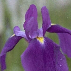 Iris ensata P9 - afbeelding 2