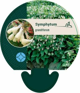 Symphytum grandiflorum P9 - afbeelding 5