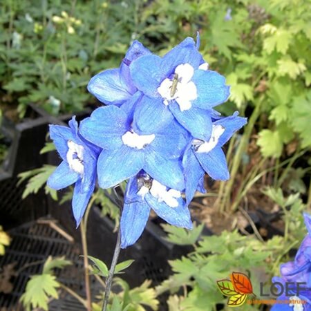 Delphinium pacific 'Blue Bird' C2 - afbeelding 1