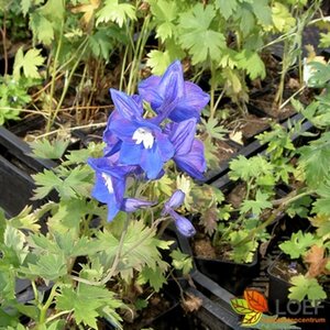 Delphinium pacific 'Blue Bird' P9 - afbeelding 2