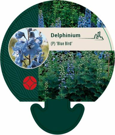 Delphinium pacific 'Blue Bird' P9 - afbeelding 3