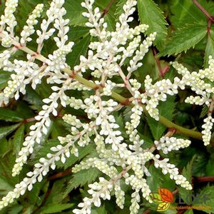 Astilbe japonica 'Gladstone' P9 - afbeelding 1