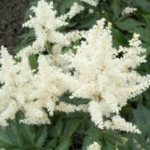 Astilbe japonica 'Gladstone' P9 - afbeelding 2