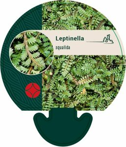 Leptinella squalida P9 - afbeelding 5