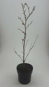 Fagus sylvatica 'Atropunicea' 200/225 C. - afbeelding 3