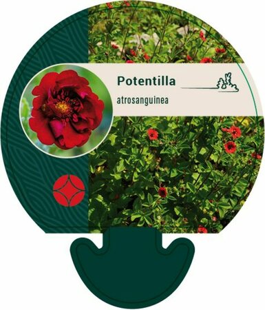 Potentilla atrosanguinea P9 - afbeelding 3