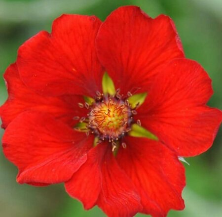 Potentilla atrosanguinea P9 - afbeelding 1