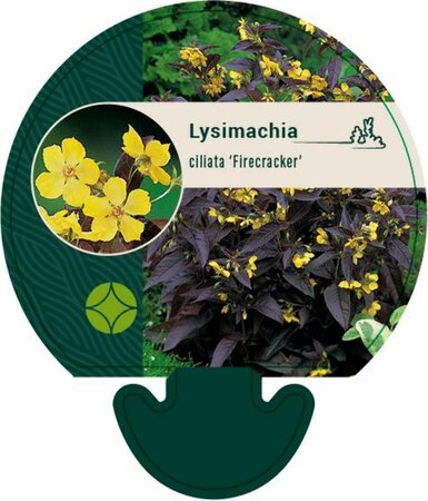 Lysimachia ciliata 'Firecracker' P9