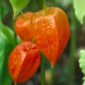 Physalis alkekengi franchetii P9 - afbeelding 1