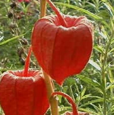 Physalis alkekengi franchetii P9 - afbeelding 2