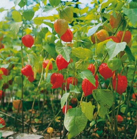 Physalis alkekengi franchetii P9 - afbeelding 3