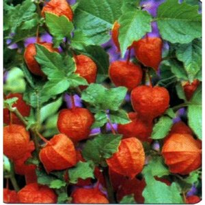 Physalis alkekengi franchetii P9 - afbeelding 4