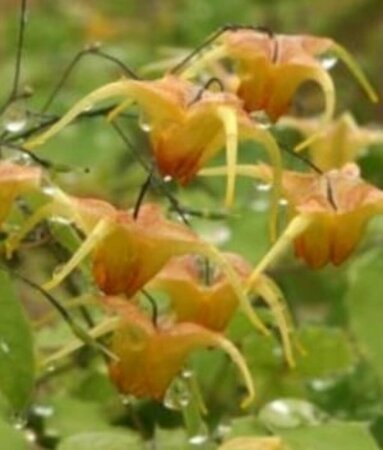 Epimedium 'Amber Queen' P9 - afbeelding 4