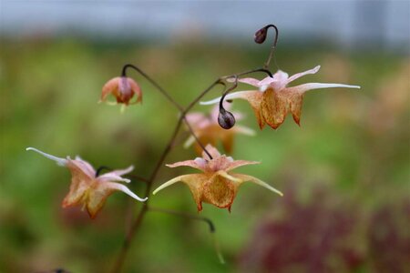 Epimedium 'Amber Queen' P9 - afbeelding 1