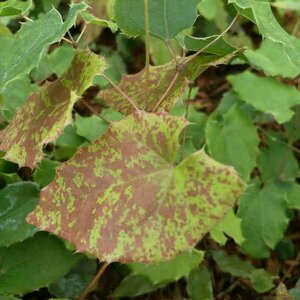 Epimedium 'Amber Queen' P9 - afbeelding 2