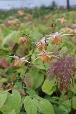 Epimedium 'Amber Queen' P9 - afbeelding 5