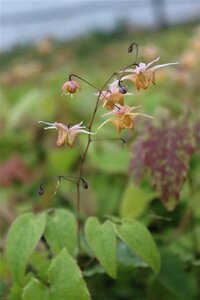 Epimedium 'Amber Queen' P9 - afbeelding 3