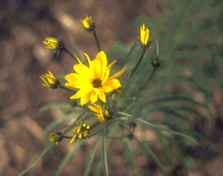 Helianthus salicifolius P9