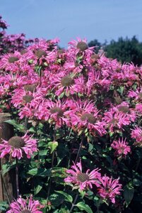 Monarda 'Marshall's Delight' P9 - afbeelding 2